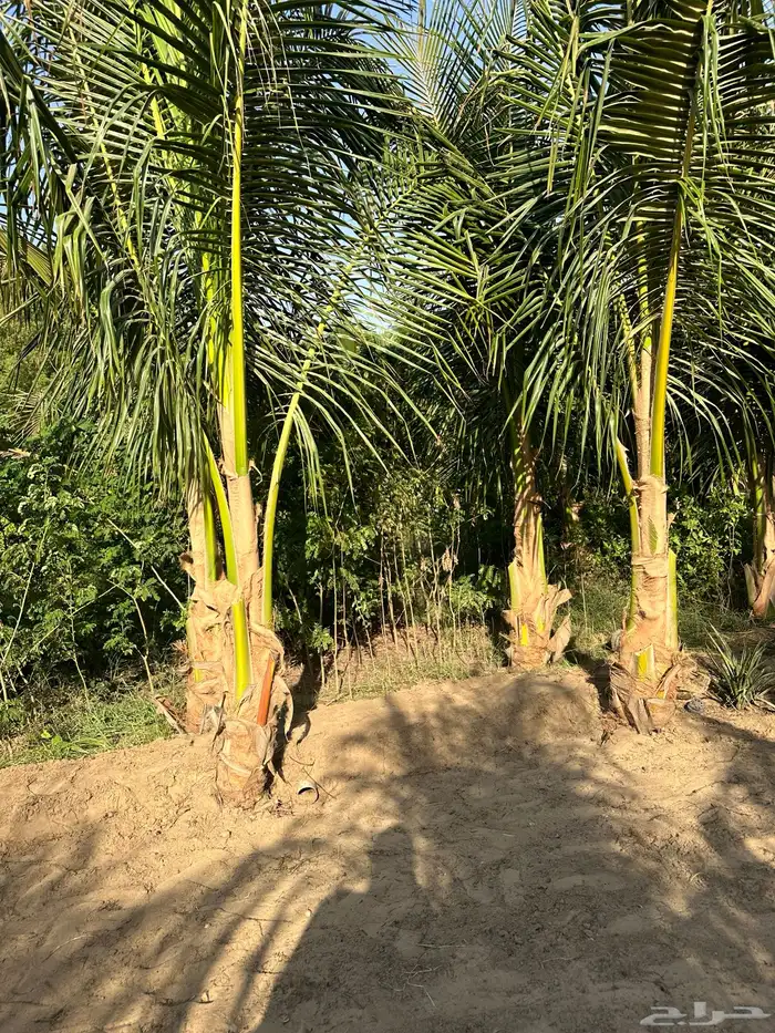 نارجيل كوكونت نخيل نارجيل جوز الهند نخيل Coconut palm 0