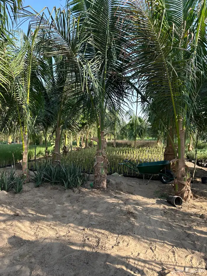نارجيل كوكونت نخيل نارجيل جوز الهند نخيل Coconut palm 1