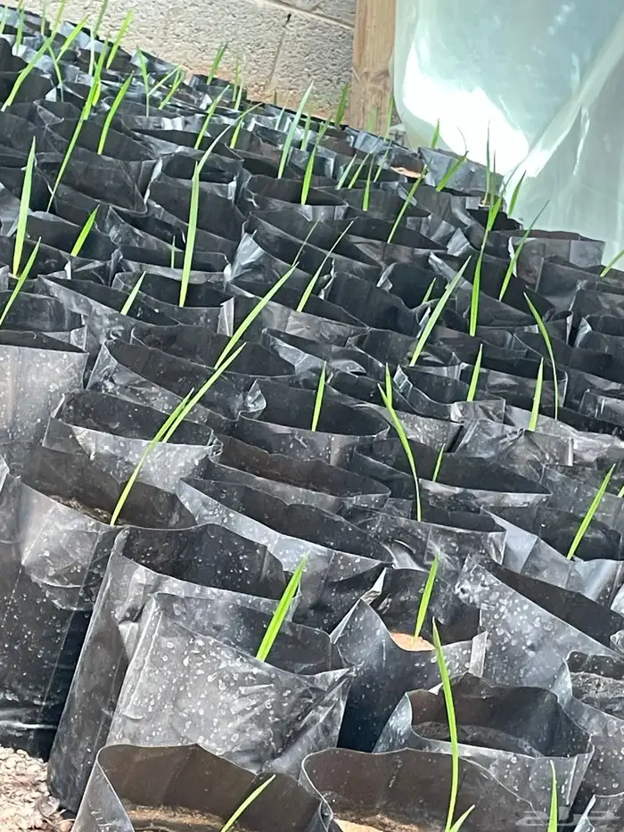 شتلات واشنطنونيا 3 ريال و12 ريال 1