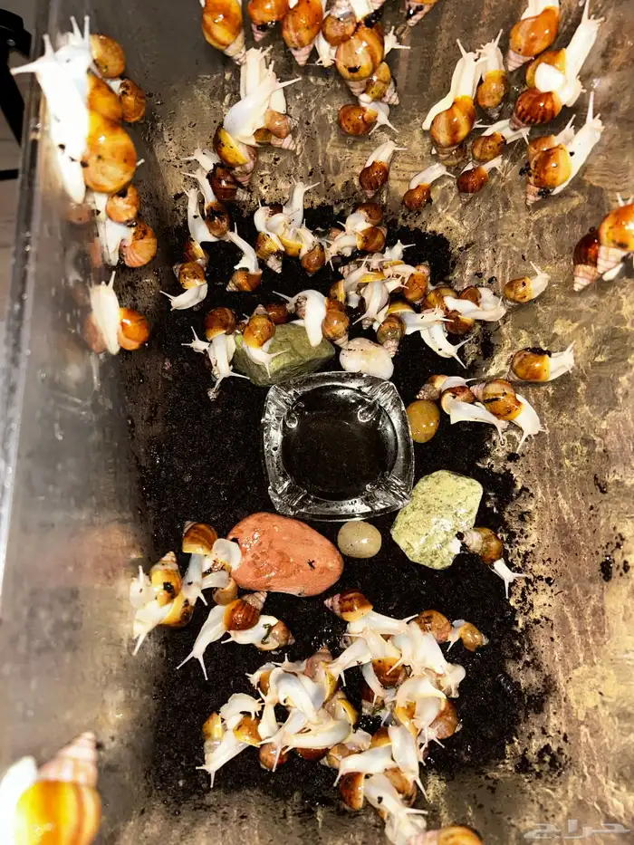 الحلزون الافريقي 2