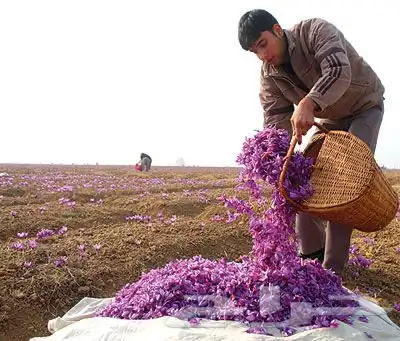دهن الزعفران الطبيعي الصافي انتاج خاص 1