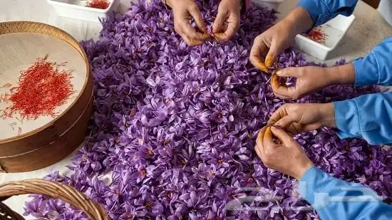 دهن الزعفران الطبيعي الصافي انتاج خاص 2