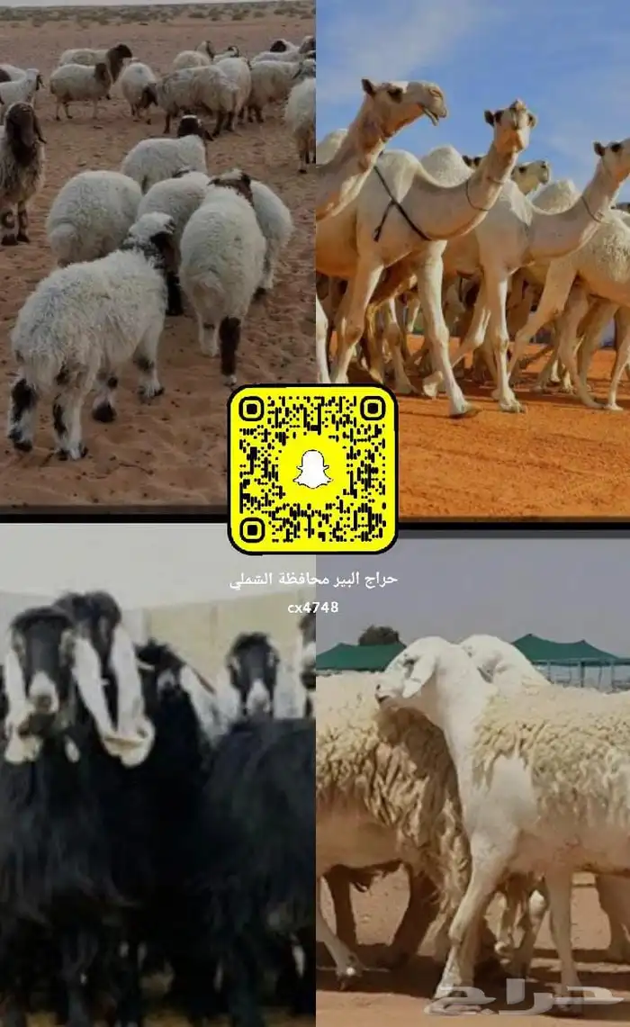 حراج الشملي رقم 1 0