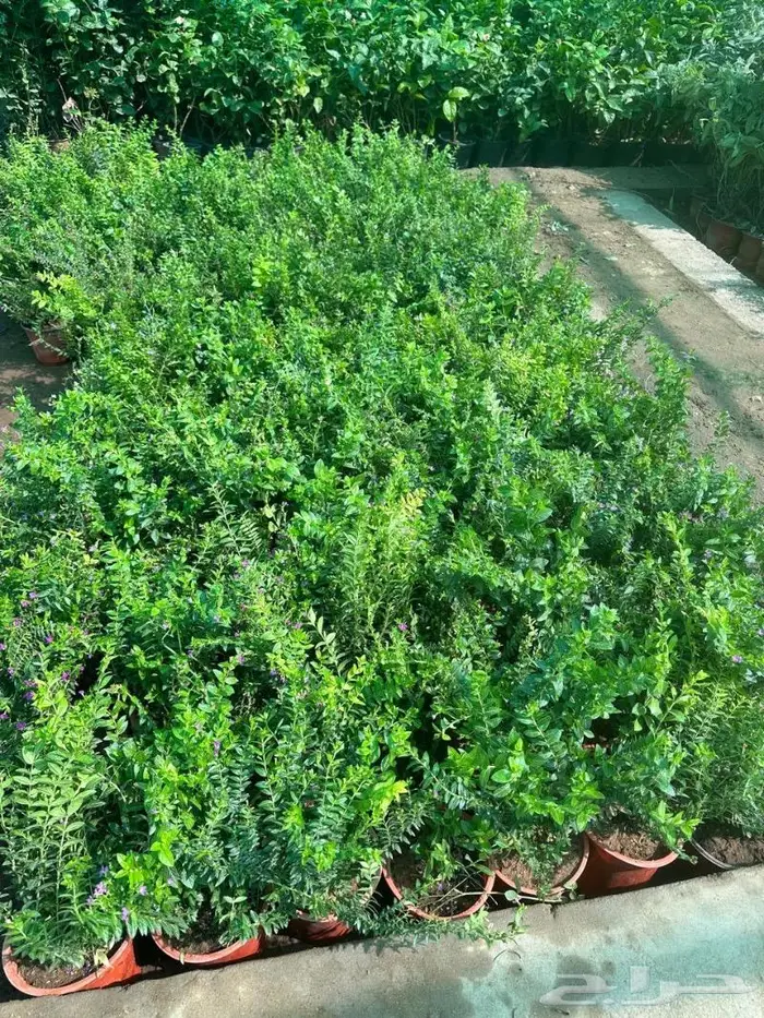 اشجار زينه زيتون جميع مقاسات نجيل طببعي توريد للجهات الحكوم 4