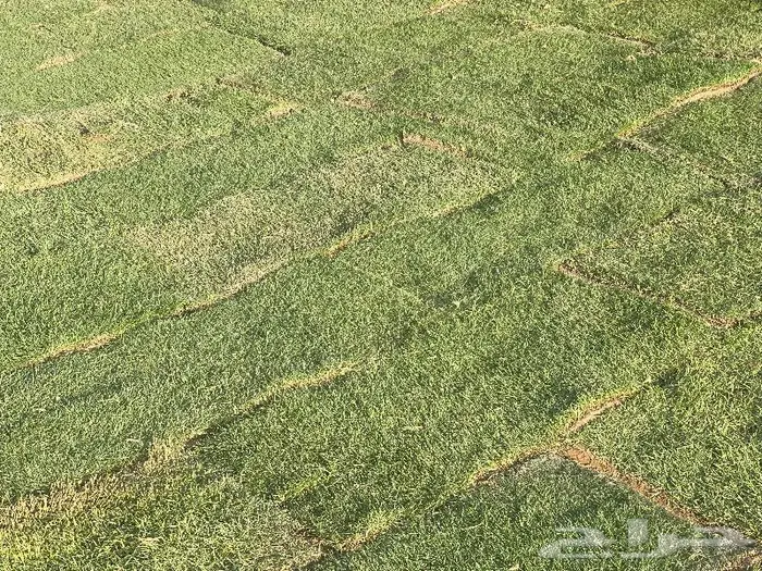 اشجار زينه زيتون جميع مقاسات نجيل طببعي توريد للجهات الحكوم 24