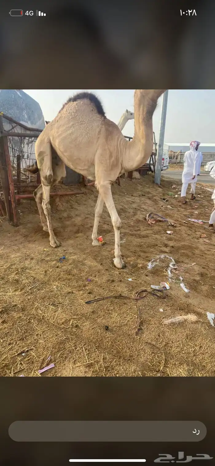 للبيع القعدان الكفو للمبادي وزواجات 3