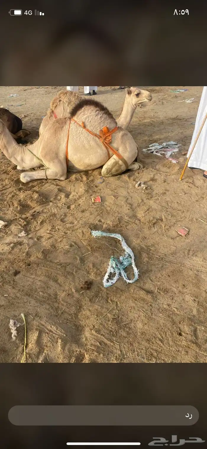 للبيع القعدان الكفو للمبادي وزواجات 10
