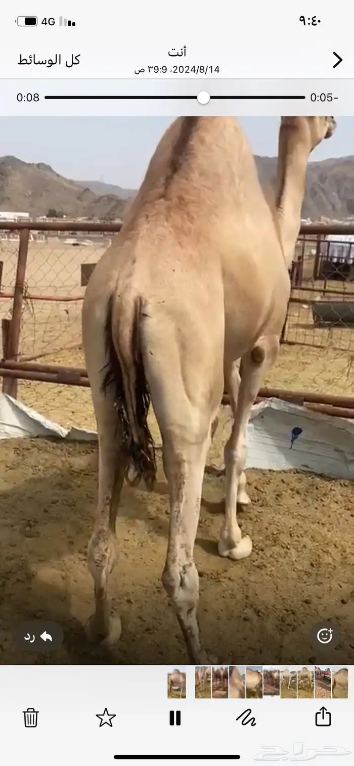 للبيع القعدان الكفو للمبادي وزواجات 1