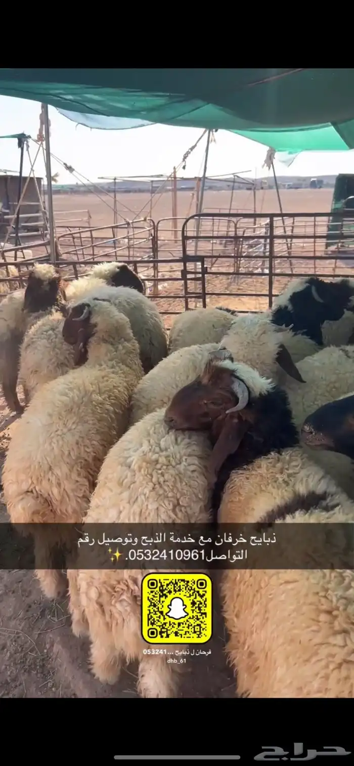 ذبايح عرعر 1