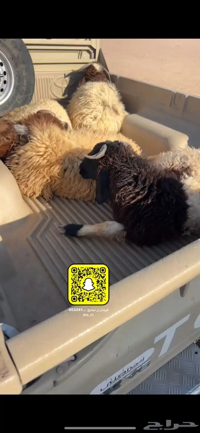 ذبايح عرعر 7