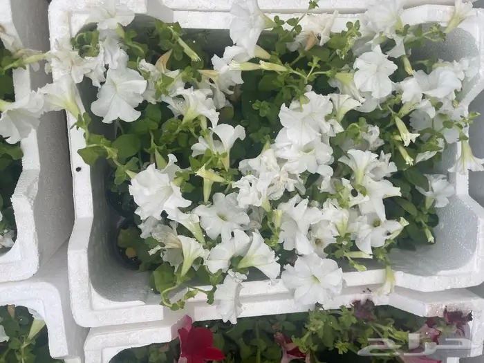 اشجار زينه زيتون جميع مقاسات نجيل طببعي توريد للجهات الحكوم 0