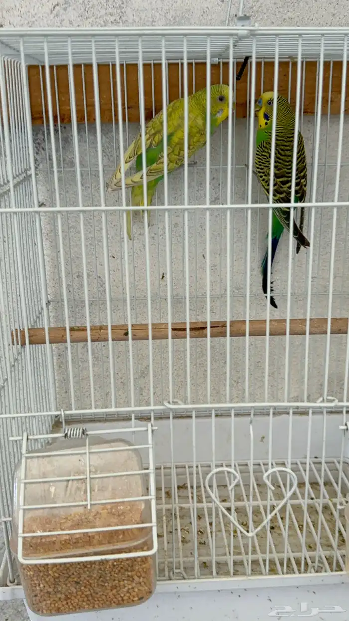 زوج طيور الحب 4