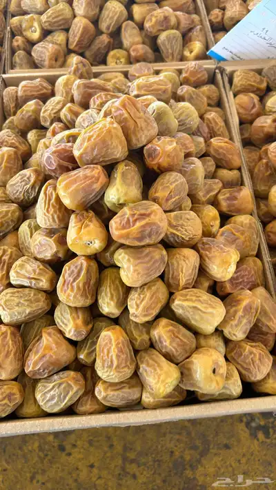سكري ملكي وجلكسي 1