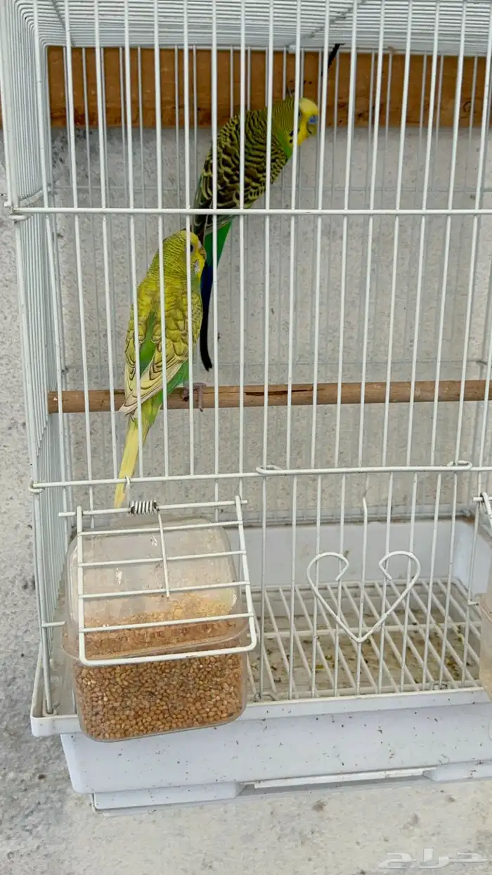 زوج طيور الحب 3