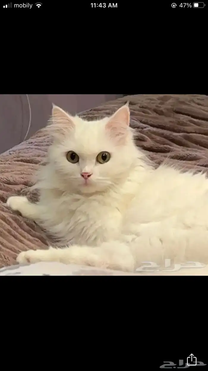 قطط الاحساء 0