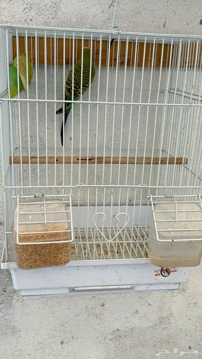 زوج طيور الحب 1