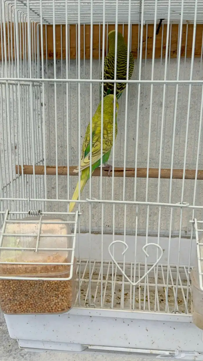 زوج طيور الحب 0
