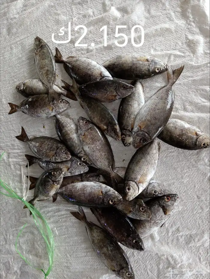 اسماك ي وميه زبده فرش 0