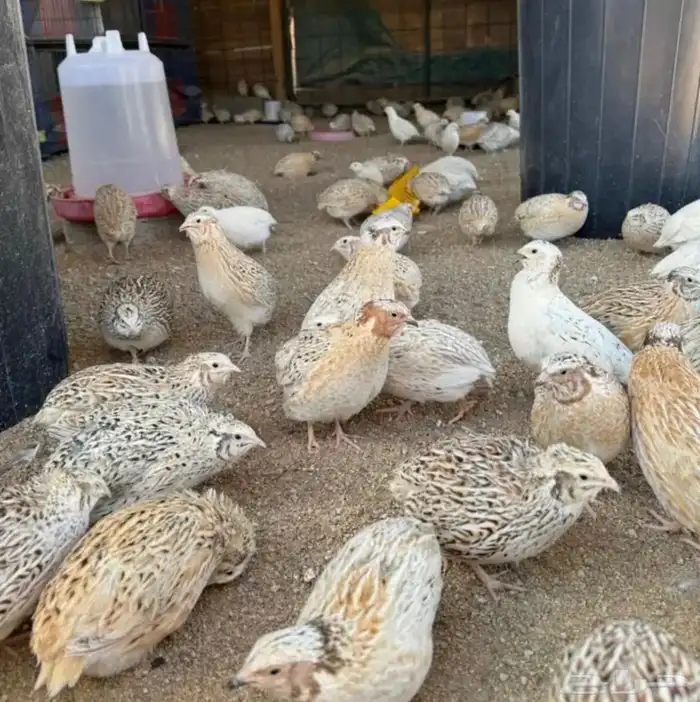 بيض سمان مخصب شرط 0