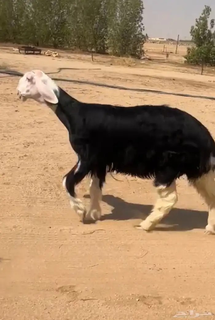 للبيعع رخل نجديه كفو تمم البيع 0