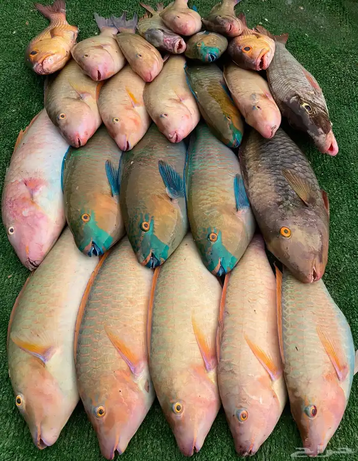 اسماك ي وميه زبده فرش 3