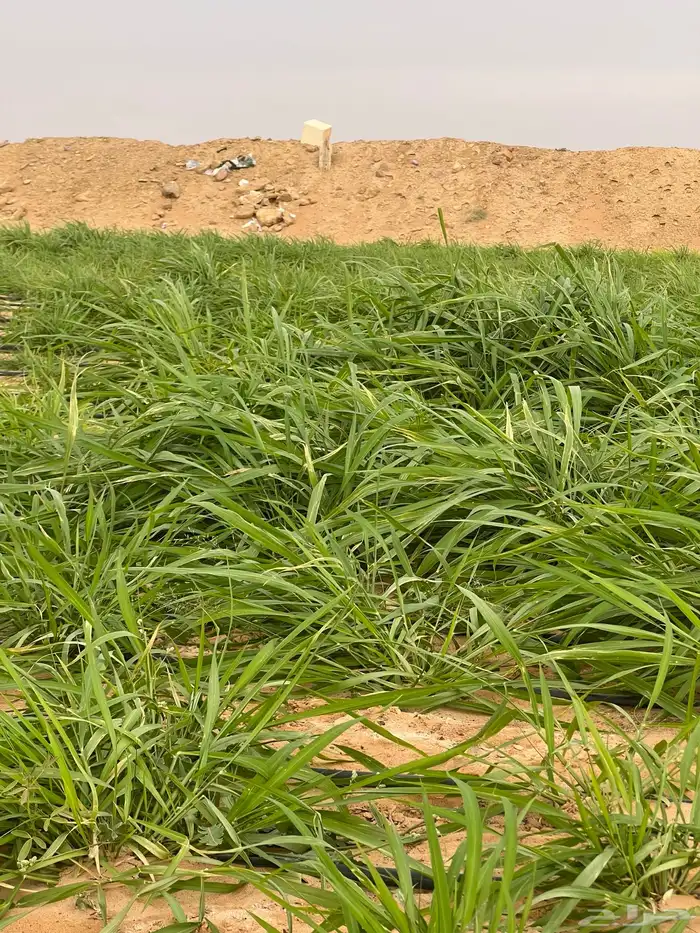 مزرعة واستراحة في الجلة للبيع 7