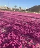 مبيد وجاء الاصلي وبسكوت خرساني 4