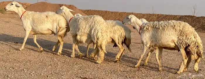 حريات ولد صنف منوة ألقاني(تم البيع) 2