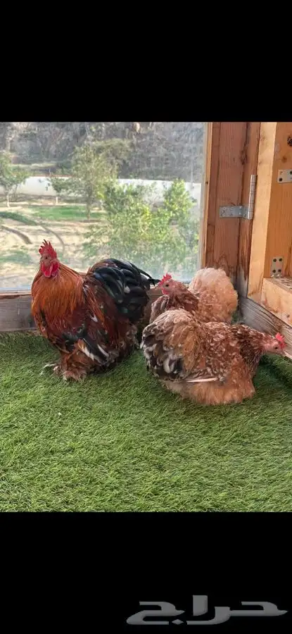 طقم كوشن ماكنتوش إنتاج خارجي 1