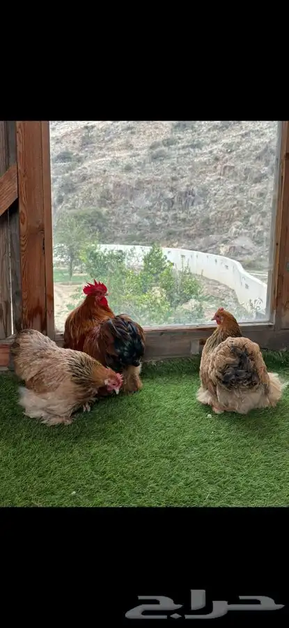 طقم كوشن بوف سلفر إنتاج خارجي 0