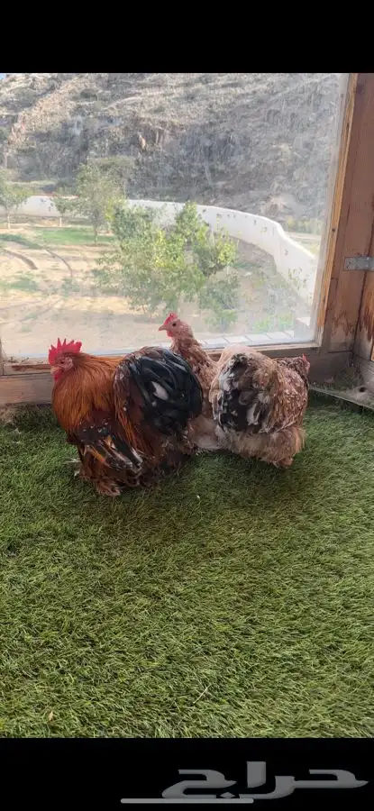 طقم كوشن ماكنتوش إنتاج خارجي 5