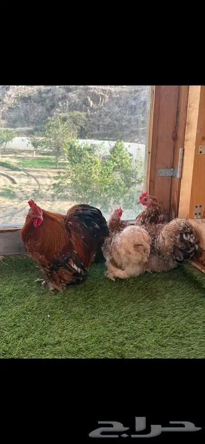 طقم كوشن ماكنتوش إنتاج خارجي 8