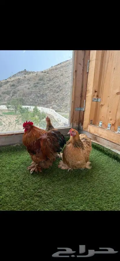 طقم كوشن بوف سلفر إنتاج خارجي 1