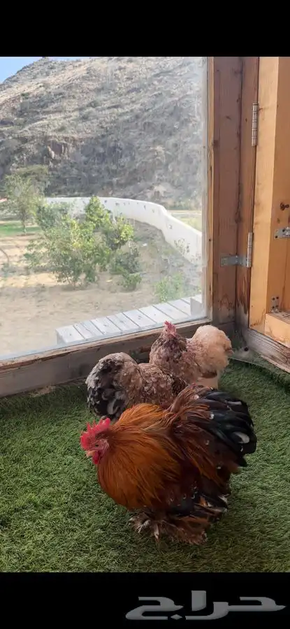 طقم كوشن ماكنتوش إنتاج خارجي 4