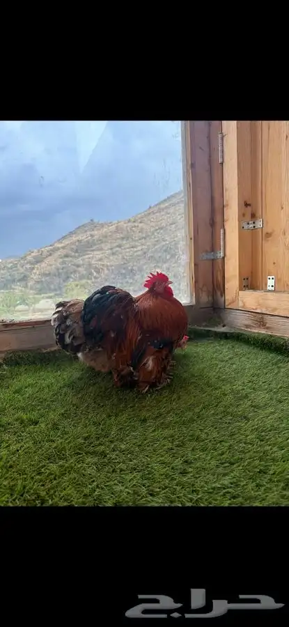 طقم كوشن ماكنتوش إنتاج خارجي 3