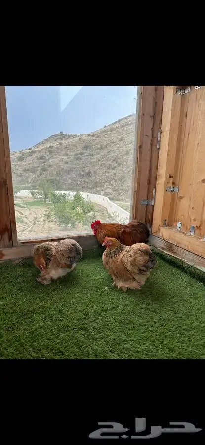 طقم كوشن بوف سلفر إنتاج خارجي 7