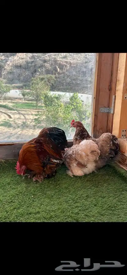 طقم كوشن ماكنتوش إنتاج خارجي 6