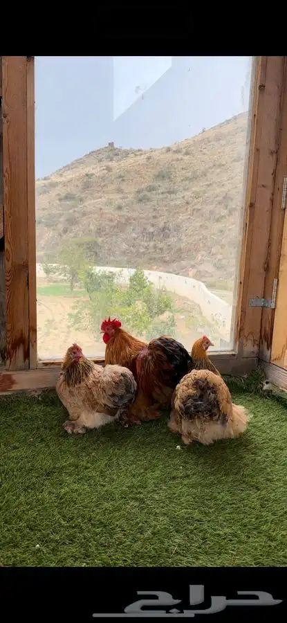 طقم كوشن بوف سلفر إنتاج خارجي 5