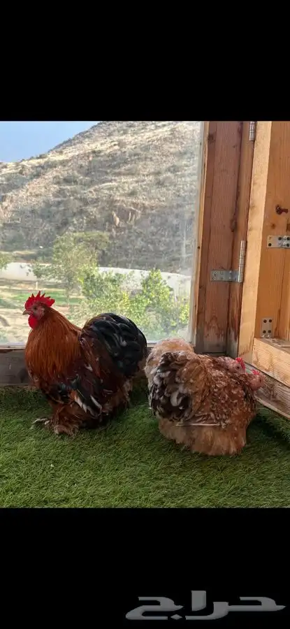 طقم كوشن ماكنتوش إنتاج خارجي 0