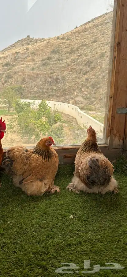 طقم كوشن بوف سلفر إنتاج خارجي 9