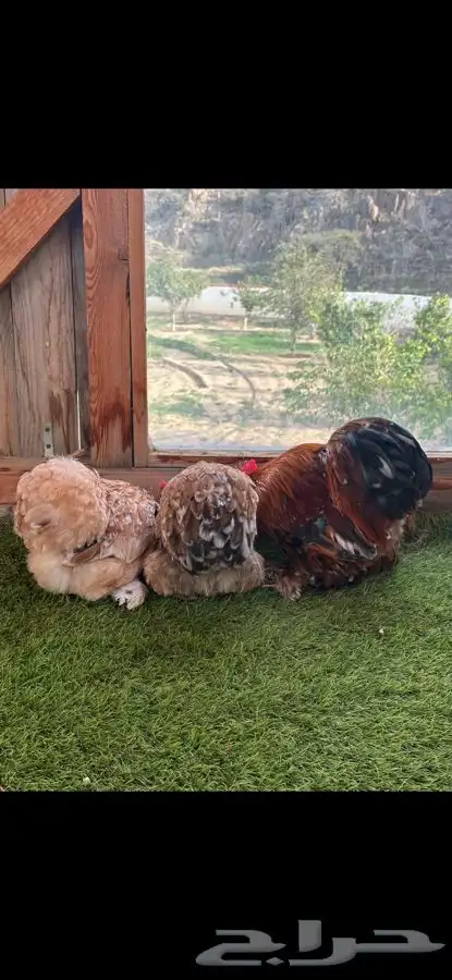 طقم كوشن ماكنتوش إنتاج خارجي 2