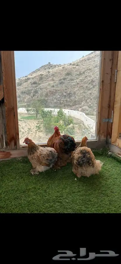 طقم كوشن بوف سلفر إنتاج خارجي 4