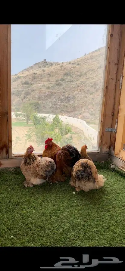 طقم كوشن بوف سلفر إنتاج خارجي 8