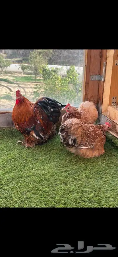 طقم كوشن ماكنتوش إنتاج خارجي 9