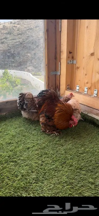 طقم كوشن ماكنتوش إنتاج خارجي 7