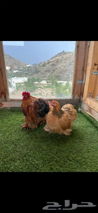 طقم كوشن بوف سلفر إنتاج خارجي 2