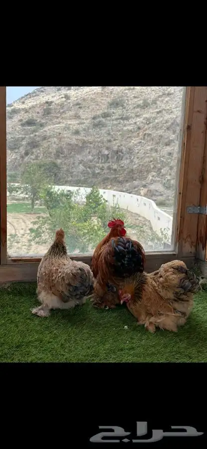 طقم كوشن بوف سلفر إنتاج خارجي 3