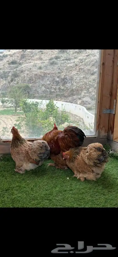 طقم كوشن بوف سلفر إنتاج خارجي 6