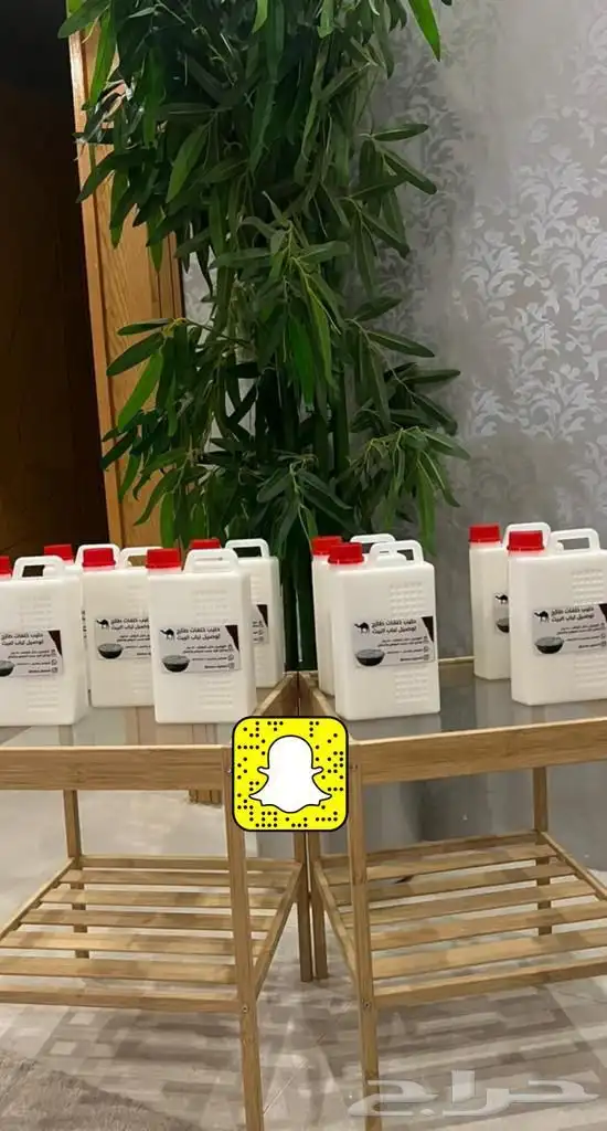 حليب نياق خلفات - إبل - طازج يوميا 2