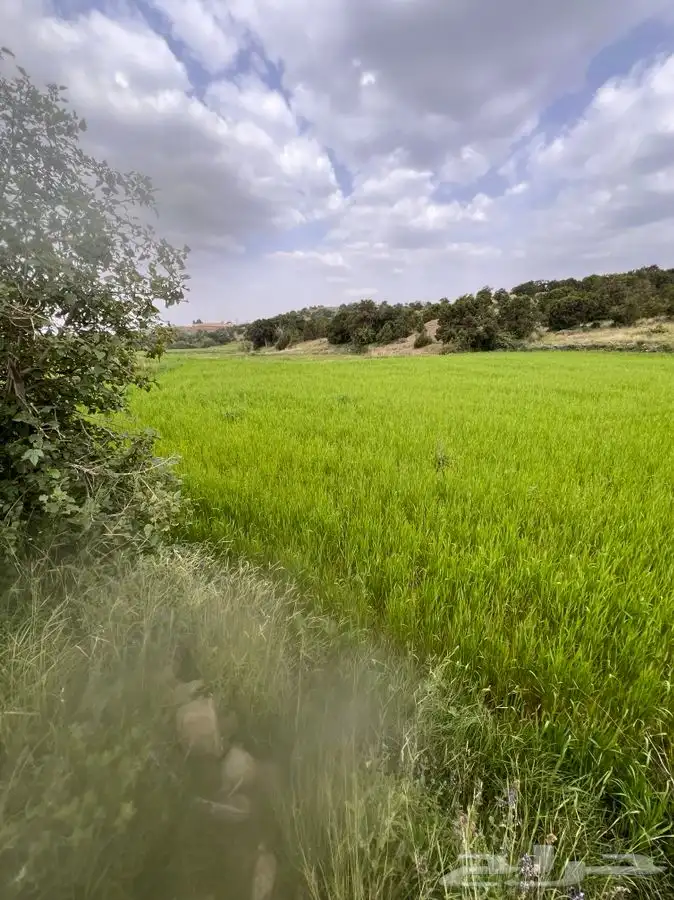 حب بر عضوي 2